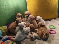 SEVİMLİ MALTİPOO KÖPEKLERİM