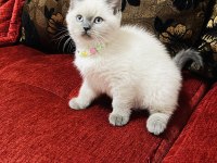 Safkan blue point son bir adet british shorthair