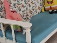 British shorthair yeni sıcak yuvamızı arıyoruz