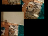 Suporting lucas terrier konuşulur