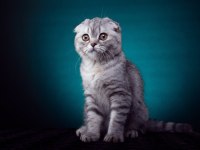 Scottish fold kittens