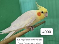 ÜRETİME UYGUN ERKEK SULTAN PAPAĞANLARI