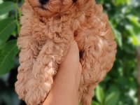 Orjinal Toy Poodle