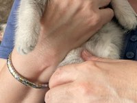2 aylık british shorthair yavruları