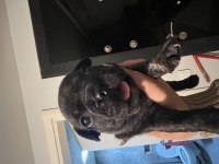 French bulldog yavru köpekler