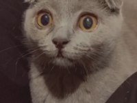 Safkan 0 kulak dişi scottish fold