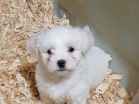 A KALİTE GERÇEK ORJİNAL MALTESE YAVRULAR