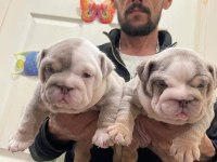 RENKLİ İNGİLİZ BULLDOG ÇOCUKLAR