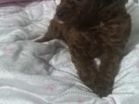 Kore Dark Red Erkek Yavru Poodle