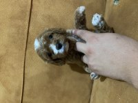 Üst kalite MİNİK CAVAPOO YAVRULAR