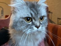 9-10 Aylık Dişi British Longhair (Ücretsiz Sahiplendirme)