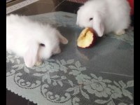 Sevimli minikler tavşanlar