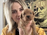 Toy Poodle Köpeği Yavrularımız