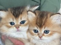 Safkan british longhair yavrular yuva arıyoruz