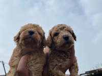 Orijinal toy poodle yavrular