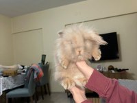 SAFKAN TEDDY LOP TAVŞANI