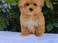 Maltipoo Yavrularımız