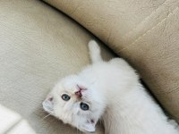 Scottish Shorthair Lynx Tekirdag Süleymanpasa