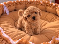Toypoodle Üst Kalite Bebekler 