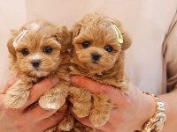İSTANBUL KAPIDA ÖDEMELİ MALTİPOO BEBEKLERİM