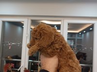 Toy poodle yavruları