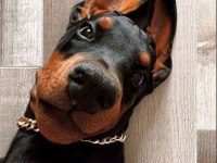 Europa Doberman Bebekler