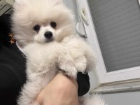 Kar beyaz dişi pomeranian boo