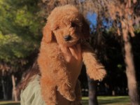 FCI / KIF SECERELİ ŞAMPİYON ANNE VE BABADAN POODLE YAVRULAR