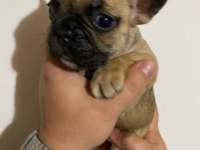 Balıkesir merkez Fransız Bulldog (french bulldog)