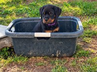 Rottweiler kapıda ödemeli çiftlik kredi kartı geçer