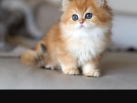 Full şecereli şampiyon ebeveynlere sahip british longhair