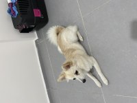 5 aylık dişi pomeranian spitz