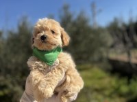 Orijinal maltipoo erkek yavrumuz