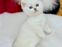 British Shorthair Beyaz Yavru Kedimiz Safkan