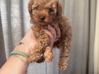 Evde büyüyen poodle yavrular