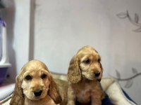 American cocker yavru köpekler