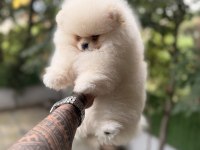 Villamızdan Teddy Bear Pomeranian Boo Yavrularımız