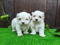 Kore Maltese