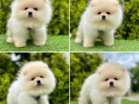 Pomeranian boo ayı yüz bebekler