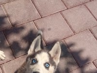 Sibirya kurdu husky