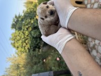 rezerveye açık 3 erkek toy poodle