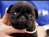 Pug Safkan
