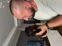 Pomeranian ayıcıklar