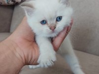 Blue point yavru kedilerimize yuva arıyoruz