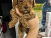 Oyuncak gibi poodle bebeklerimiz