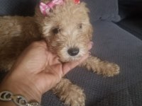 Her bütçeye uygun poodle yavrusu