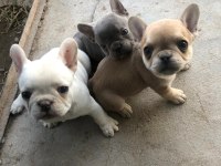 French Bulldog Bebeklerimiz Yeni Yuvalarına Gitmeye Hazır