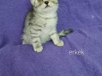 2 aylık bu sevimli scottish fold