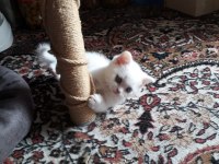 Denizli British Shorthair Erkek