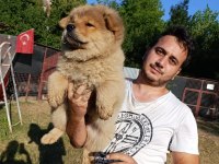 ÜRETİCİDEN CHOW CHOW ÇİN ASLANI YAVRULARI